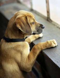Asheville pet photographer