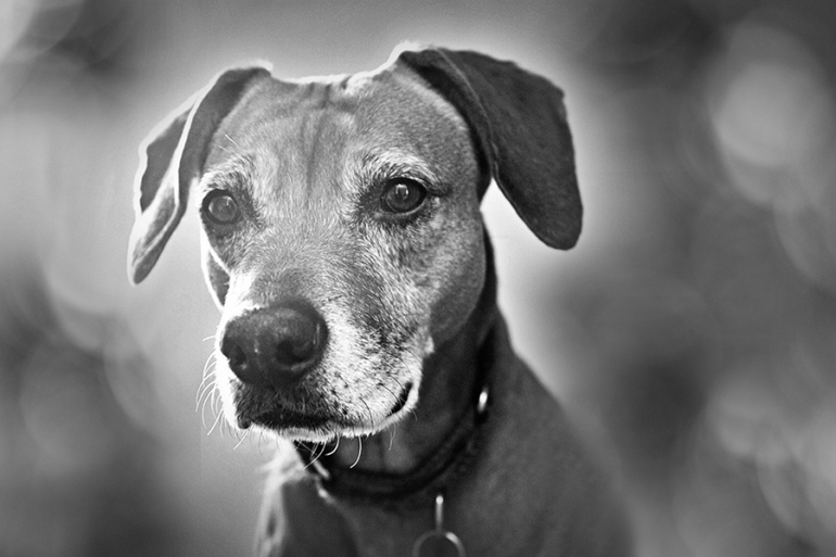 asheville pet photographer