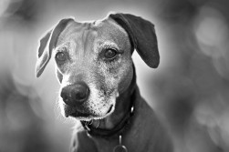 asheville pet photographer