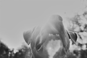 asheville pet photographer