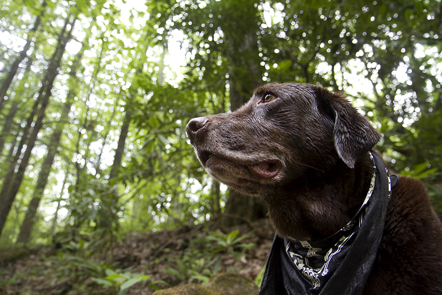 ashevillepet photographer