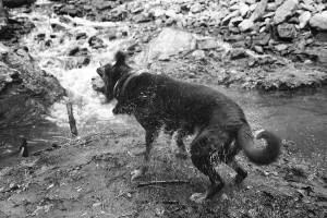 asheville pet photographer