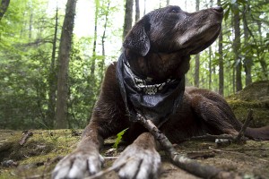 asheville pet photographer