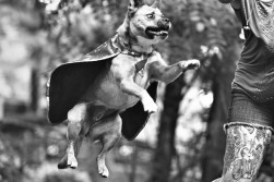 pet photographer asheville dog