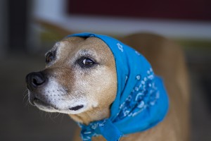 asheville pet photographer