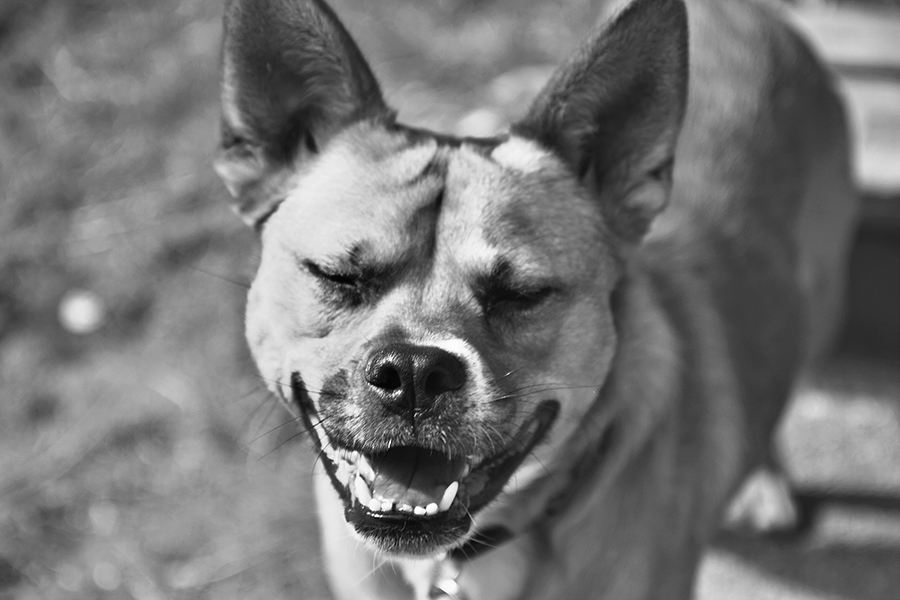 east coast pet photographer