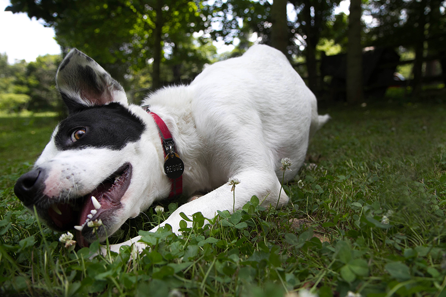 pet photographer