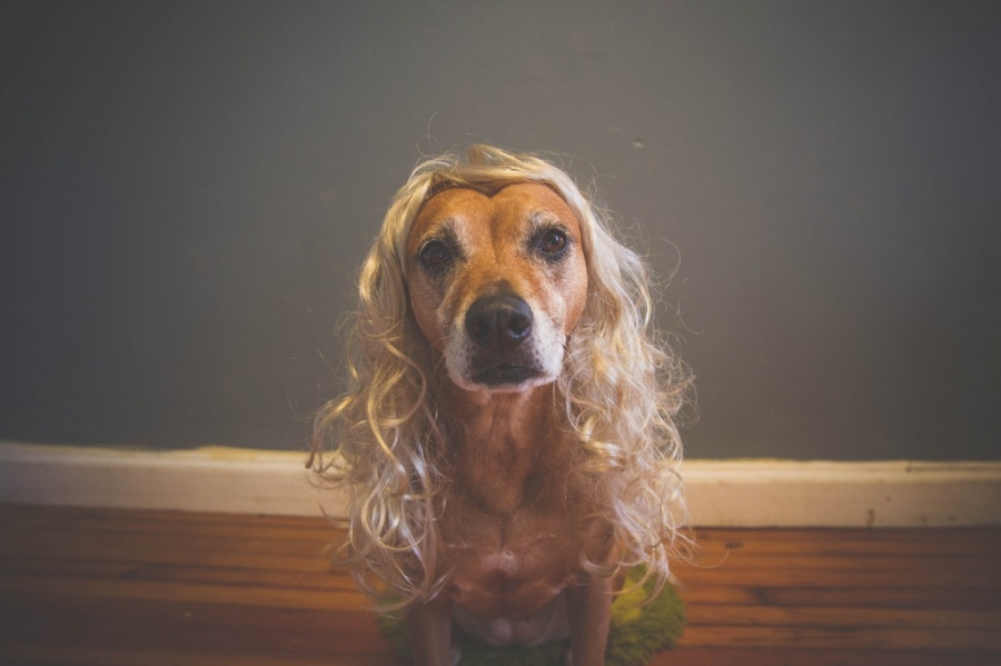 edi blonde