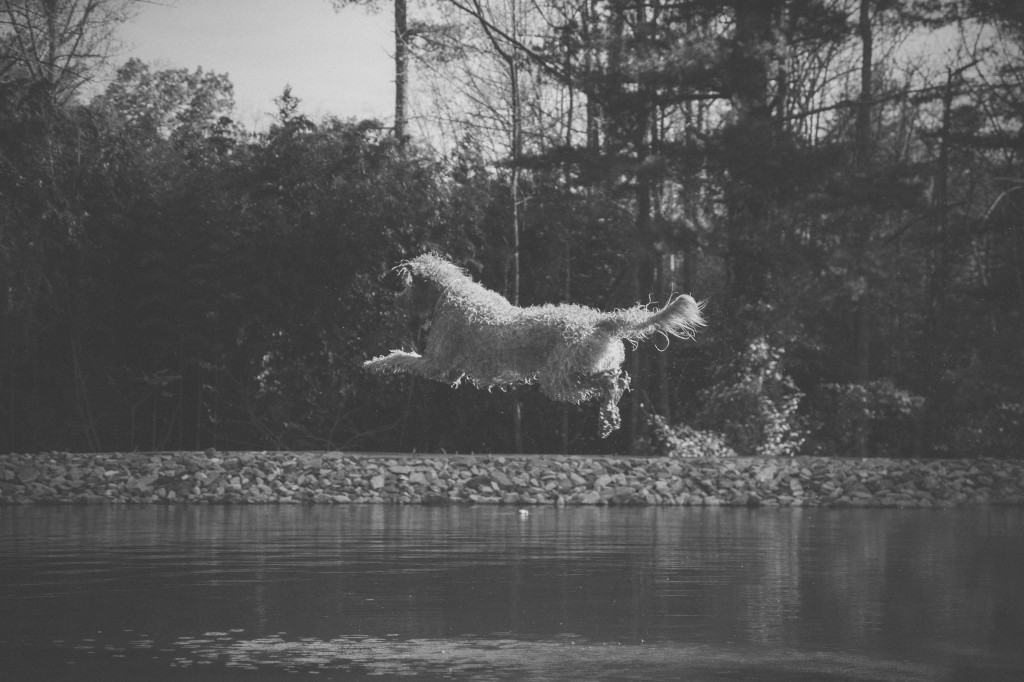 camp unleashed dock diving