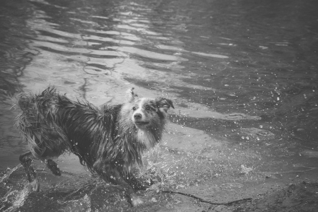 dog camp photo