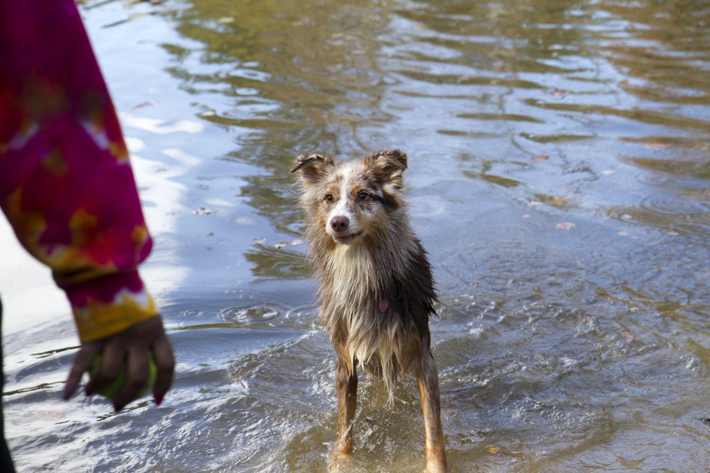wetpup_0029