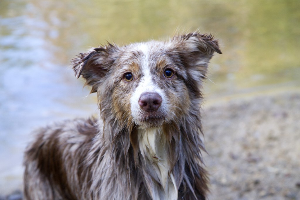 wetpup_0037