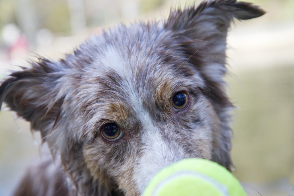 wetpup_0038
