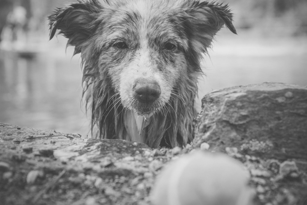 wetpup_0041