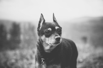 asheville dog photographer