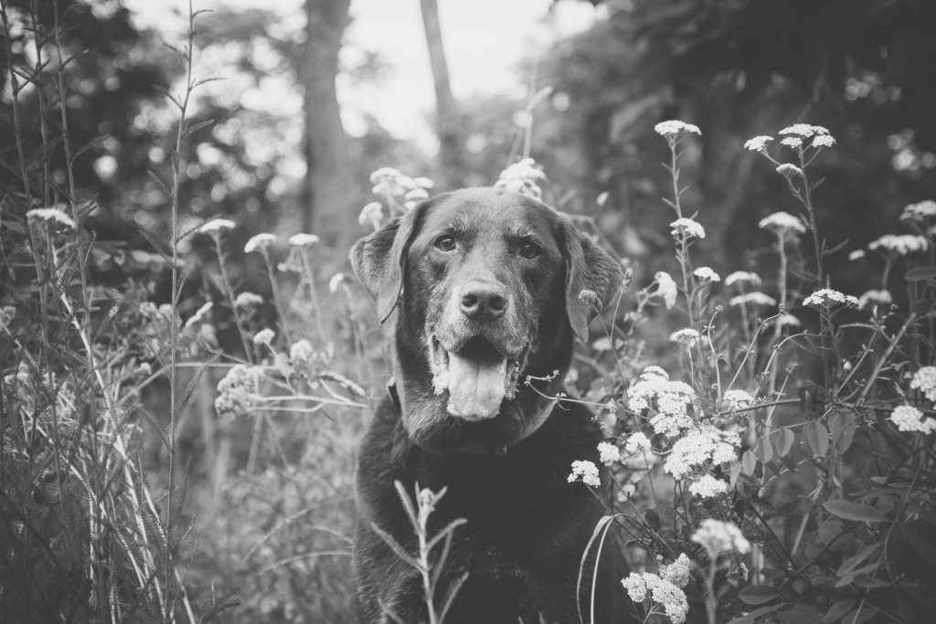 150617_marely dog tag art_8312